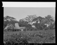 Thatch hut, Guatemala, 1914