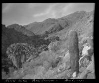 Barrel cactus on a slope above the palm oasis, Palm Canyon, Agua Caliente Indian Reservation, 1920