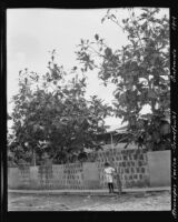 Breadfruit trees in a yard, Guatemala, 1914