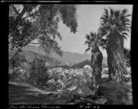 San Andreas Canyon, Agua Caliente Indian Reservation, 1922