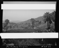 Palm trees in San Andreas Canyon, Agua Caliente Indian Reservation, 1922