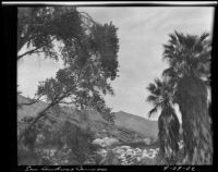San Andreas Canyon, Agua Caliente Indian Reservation, 1922