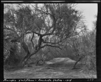 Mesquite tree, Coachella Valley, 1914
