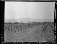 West Indio Date Plantation, Thermal (vicinity), 1914